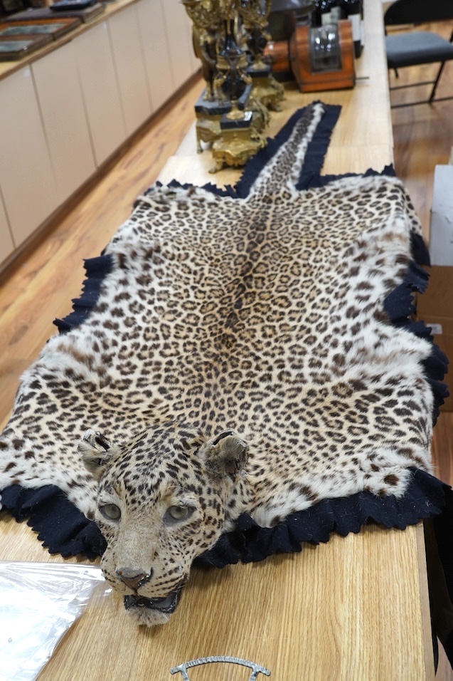 An early 20th century leopard skin rug with taxidermy head by van Ingen and van Ingen, Mysore, makers name stamped to the back, 215cm long. Condition - poor